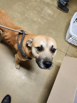 Rescue Mixed Breed Dogs for Adoption in Ellijay, Georgia - Oscar | PetCurious