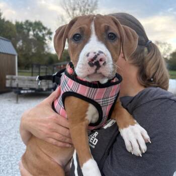 Fire -  Boxer and Pit Bull Terrier Dog for Adoption in Mooresville, Indiana - Fire | PetCurious