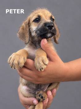 Peter -  Terrier Dog for Adoption in Lucas, Texas - Peter | PetCurious