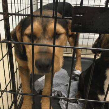 Mixed Breed Dogs Available for Adoption in Marshall, Virginia - Blondie -003583 | PetCurious