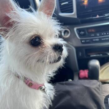 Billy -  Yorkshire Terrier and Chihuahua Dog for Adoption in Phoenix, Arizona - Billy | PetCurious