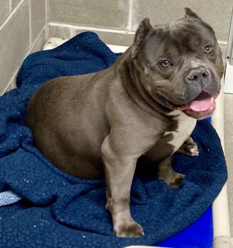 Bulldog Dogs Available for Adoption - Greyson | PetCurious