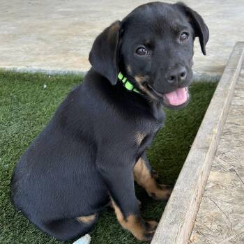 Rottweiler Dogs Available for Adoption in Krum, Texas - Cutie | PetCurious