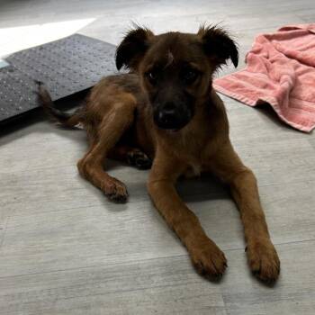 Australian Shepherd Dogs Available for Adoption in Princeton, Kentucky - Heath | PetCurious
