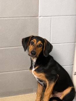 Odin -  Bluetick Coonhound and German Shepherd Dog Dog for Adoption in Winnsboro, South Carolina - Odin | PetCurious
