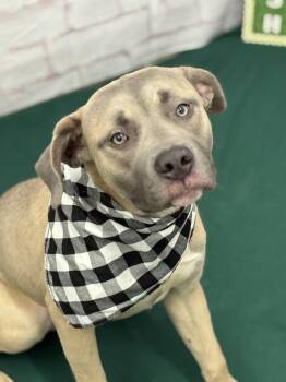 Mixed Breed Dogs Available for Adoption - Vassar | PetCurious