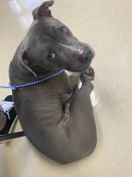 River -  Pit Bull Terrier Dog for Adoption in Lincoln Park, Michigan - River | PetCurious