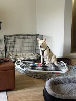 Polar Bear -  German Shepherd Dog Dog for Adoption in Denver, Colorado - Polar Bear | PetCurious