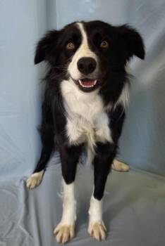 Border Collie Dogs Available for Adoption in Columbus, Nebraska - Mason | PetCurious