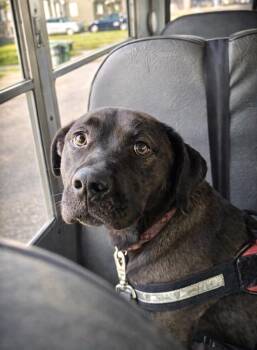 Labrador Retriever Dogs Available for Adoption in Princeton, Massachusetts - Cocoa | PetCurious