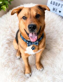 Bear -  German Shepherd Dog and Husky Dog for Adoption - Bear | PetCurious