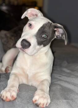Daffodil -  Pit Bull Terrier Dog for Adoption in Hamburg, New Jersey - Daffodil | PetCurious