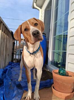 Hound Dogs Available for Adoption in Denver, North Carolina - Finn | PetCurious