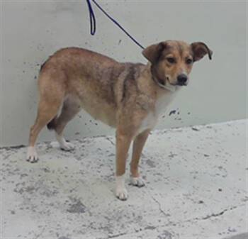 Australian Cattle Dog Blue Heeler and Mixed Breed Dogs Available for Adoption in Houston, Texas - DIANE | PetCurious