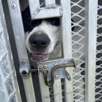 Mixed Breed Dogs Available for Adoption - RASCAL | PetCurious