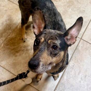Penelope Woofsworth -  Mixed Breed Dog for Adoption in Fredericksburg, Virginia - Penelope Woofsworth | PetCurious