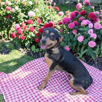 Chihuahua Dogs Available for Adoption - Kelly | PetCurious