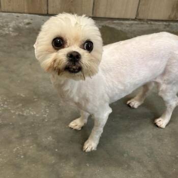 Mixed Breed Dogs Available for Adoption in Matteson, Illinois - Starlight | PetCurious