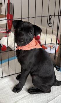 Labrador Retriever Dogs Available for Adoption in Sycamore, Illinois - Indigo | PetCurious