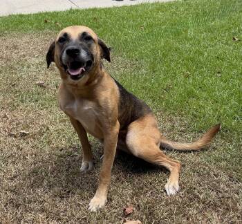 Sadie Adler -  German Shepherd Dog Dog for Adoption in Slidell, Louisiana - Sadie Adler | PetCurious
