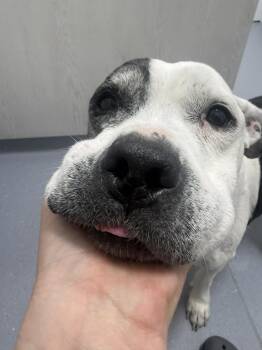 Terrier Dogs Available for Adoption - Sumo (IN FOSTER) | PetCurious