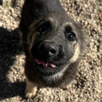 Rescue German Shepherd Dog Dogs for Adoption in Clovis, New Mexico - Meg | PetCurious