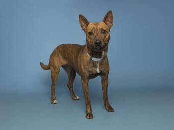 Pit Bull Terrier Dogs Available for Adoption in Phoenix, Arizona - CHAI | PetCurious