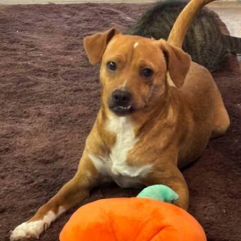 Rescue Labrador Retriever Dogs for Adoption in Saint George, Vermont - Sam | PetCurious
