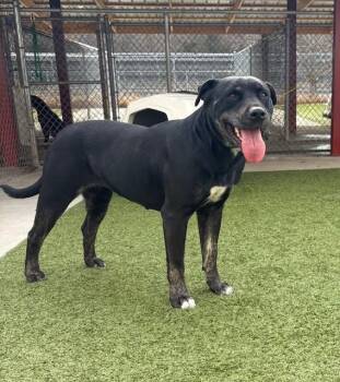 Rescue Pit Bull Terrier Dogs for Adoption in Fayetteville, Arkansas - Cheri | PetCurious