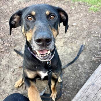 Buckley -  Great Dane and Hound Dog for Adoption in Champaign, Illinois - Buckley | PetCurious