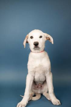 525-26 -  Border Collie Dog for Adoption in Brighton, Colorado - 525-26 | PetCurious