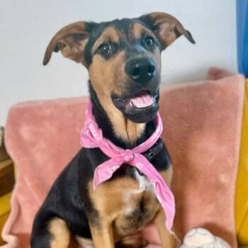 Pit Bull Terrier and Rottweiler Dogs Available for Adoption in Friendswood, Texas - Maple Portillo | PetCurious