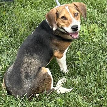Pope -  Beagle Dog for Adoption in Cincinnati, Ohio - Pope | PetCurious
