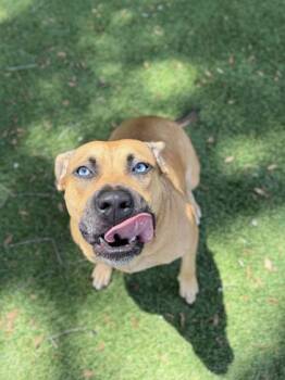 Naenae - 1 -  Pit Bull Terrier and Mixed Breed Dog for Adoption in Daytona Beach, Florida - Naenae - 1 | PetCurious