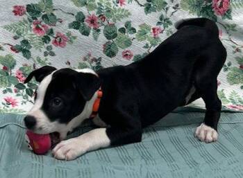 261317  Oh -  American Bulldog Dog for Adoption in Wetumpka, Alabama - 261317  Oh | PetCurious