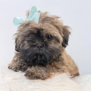 Buttercup -  Shih Poo Dog for Adoption in Wrightstown, New Jersey - Buttercup | PetCurious