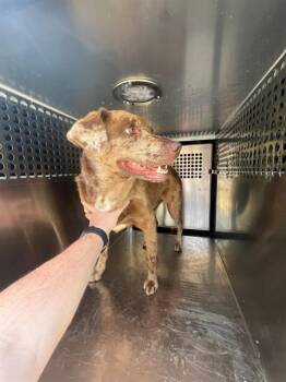 A476318 -  Catahoula Leopard Dog and Mixed Breed Dog for Adoption in Oklahoma City, Oklahoma - A476318 | PetCurious