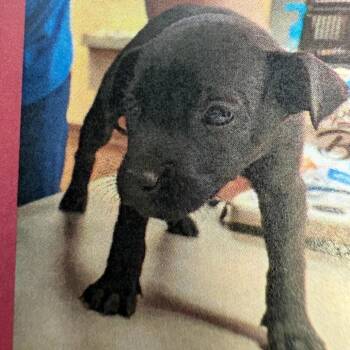 Black Labrador Retriever and Shepherd Dogs Available for Adoption in Royse City, Texas - Female 2 | PetCurious