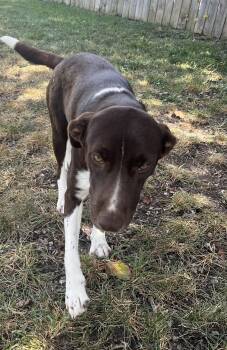 Rescue Chocolate Labrador Retriever and Hound Dogs for Adoption in Lexington, Kentucky - Debby | PetCurious