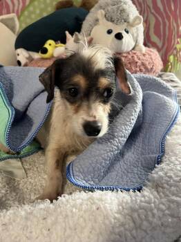 Terrier Dogs Available for Adoption - Snooki | PetCurious