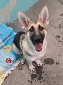 *AMETHYST -  German Shepherd Dog Dog for Adoption in Woodland, California - *AMETHYST | PetCurious