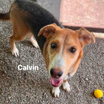 Calvin -  Hound Dog for Adoption in Marseilles, Illinois - Calvin | PetCurious