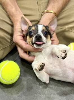 Hamster -  Chihuahua Dog for Adoption in New Orleans, Louisiana - Hamster | PetCurious