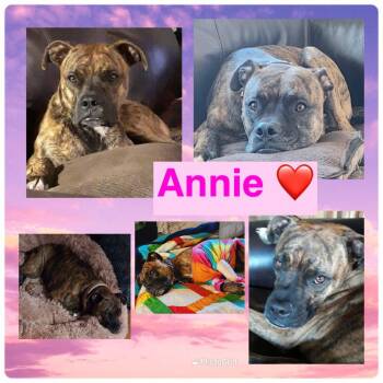 Rescue Boxer Dogs for Adoption in Ossining, New York - Annie | PetCurious