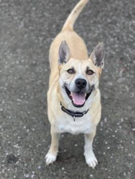 Rescue Shepherd Dogs for Adoption in Silvana, Washington - BLUE (Courtesy Listing For The Everett Animal Shelter) | PetCurious