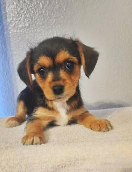 Yorkshire Terrier and Chihuahua Dogs Available for Adoption - Annie | PetCurious