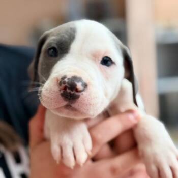 Catahoula Leopard Dog and Mixed Breed Dogs Available for Adoption in Columbus, Georgia - McDouble | PetCurious