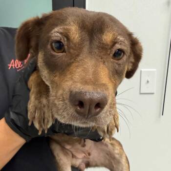 Taylor Snift -  Australian Shepherd Dog for Adoption in Abilene, Texas - Taylor Snift | PetCurious