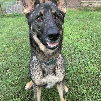 Odin -  German Shepherd Dog Dog for Adoption in Falmouth, Maine - Odin | PetCurious