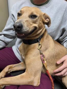 Terrier and Labrador Retriever Dogs Available for Adoption in Springfield, Missouri - Chester | PetCurious